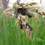 wasps in the wind