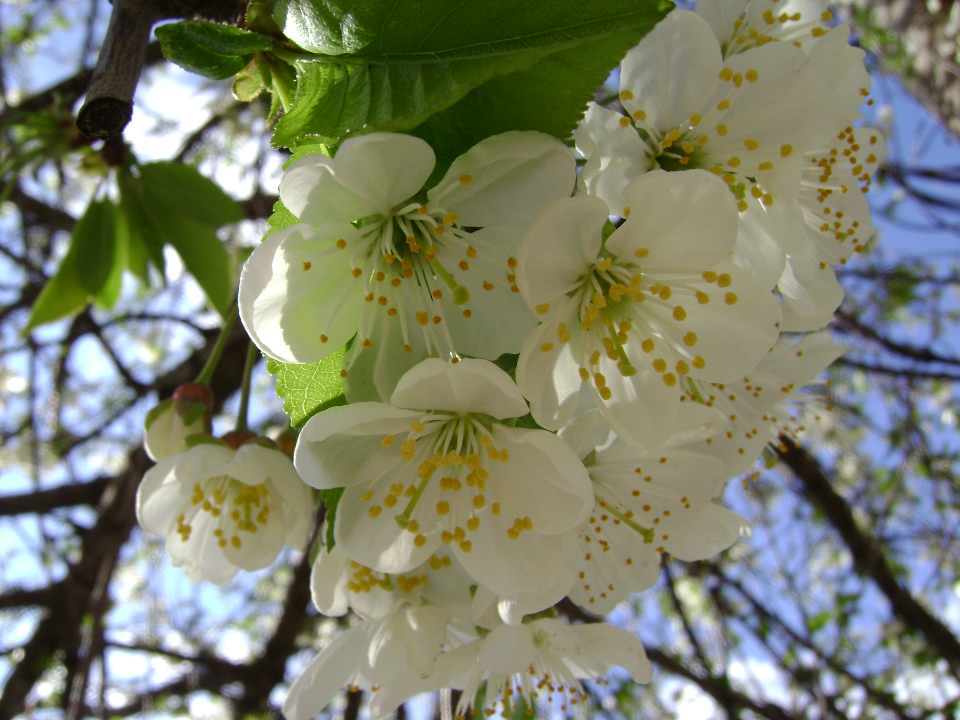 The tenderness of Spring sky