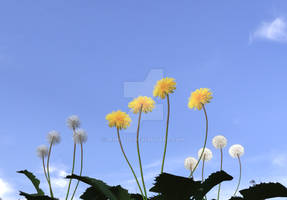 Dandelion