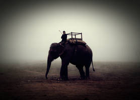 Chitwan Elephant