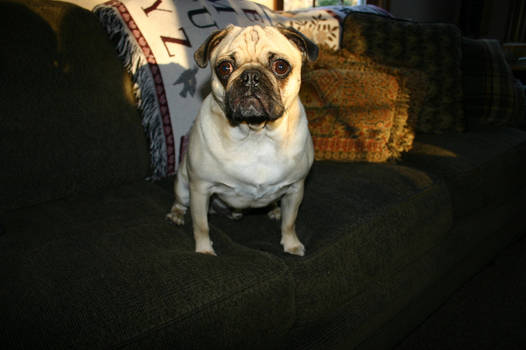 Pug Sitting -Vinny-