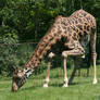 giraffe