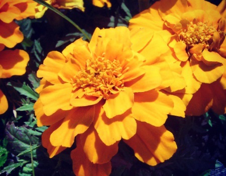 Marigold