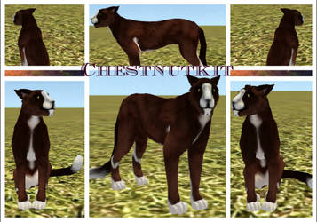 POTH: Chestnutkit