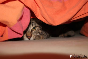 Hidden Cat