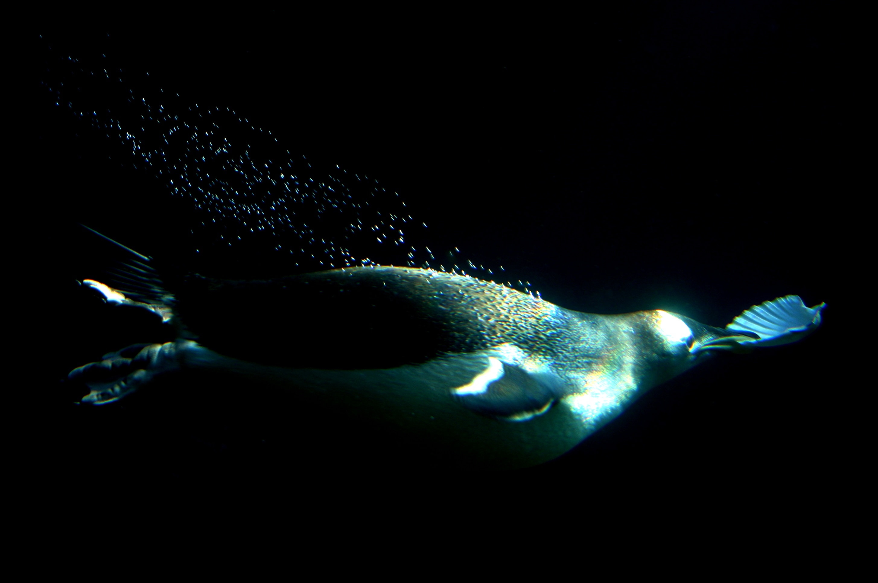 Underwater Penguin