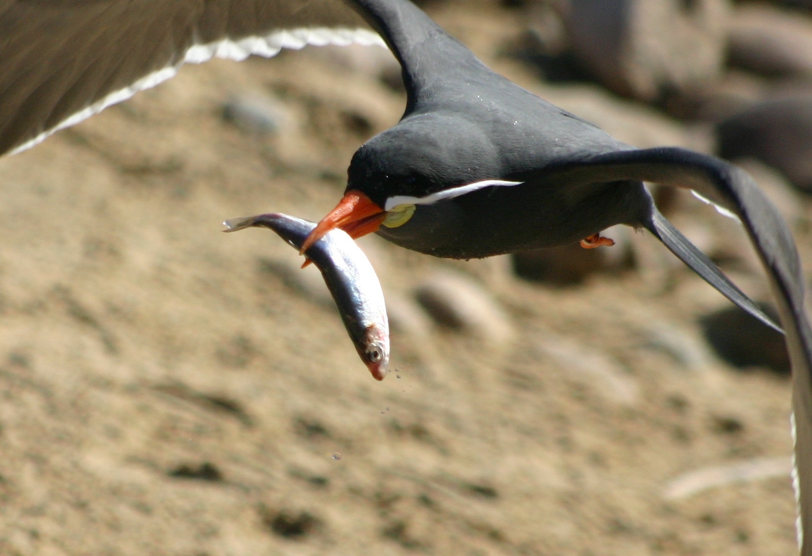 Inca Tern