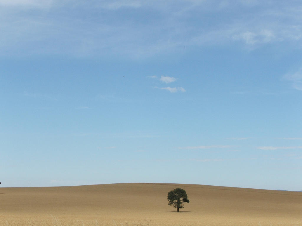 Lone Tree