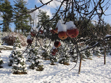 Frosted Apples