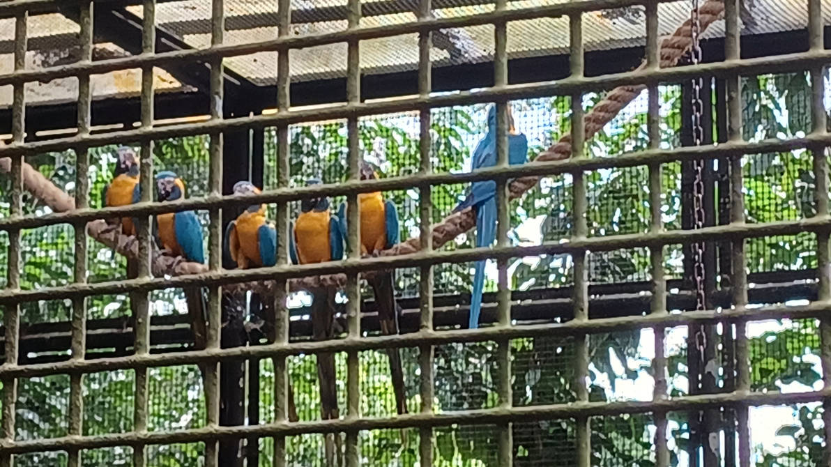 Illustration of Bird Cage Alternatives For Blue-Throated Macaws