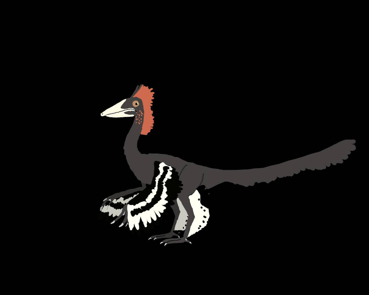 Anchiornis
