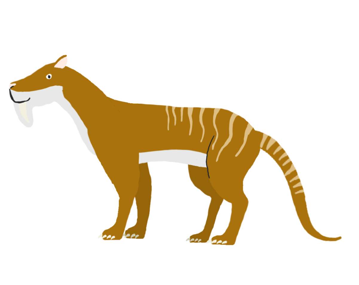Thylacosmilus