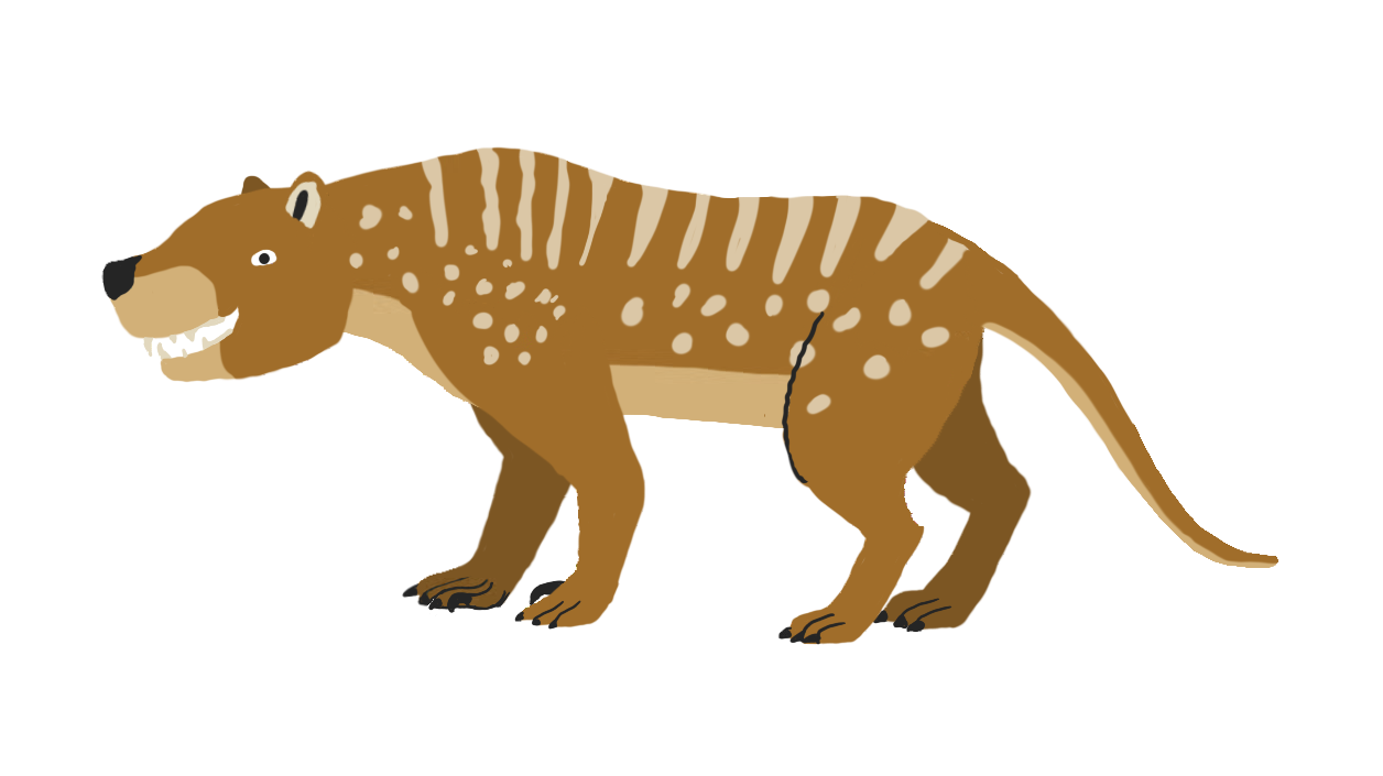 Thylacoleo