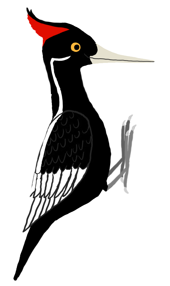 Ivory-billed woodpecker