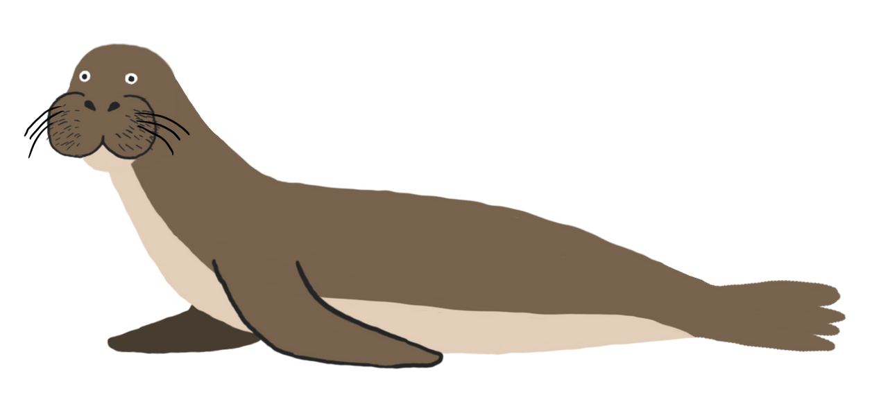 Caribbean monk seal