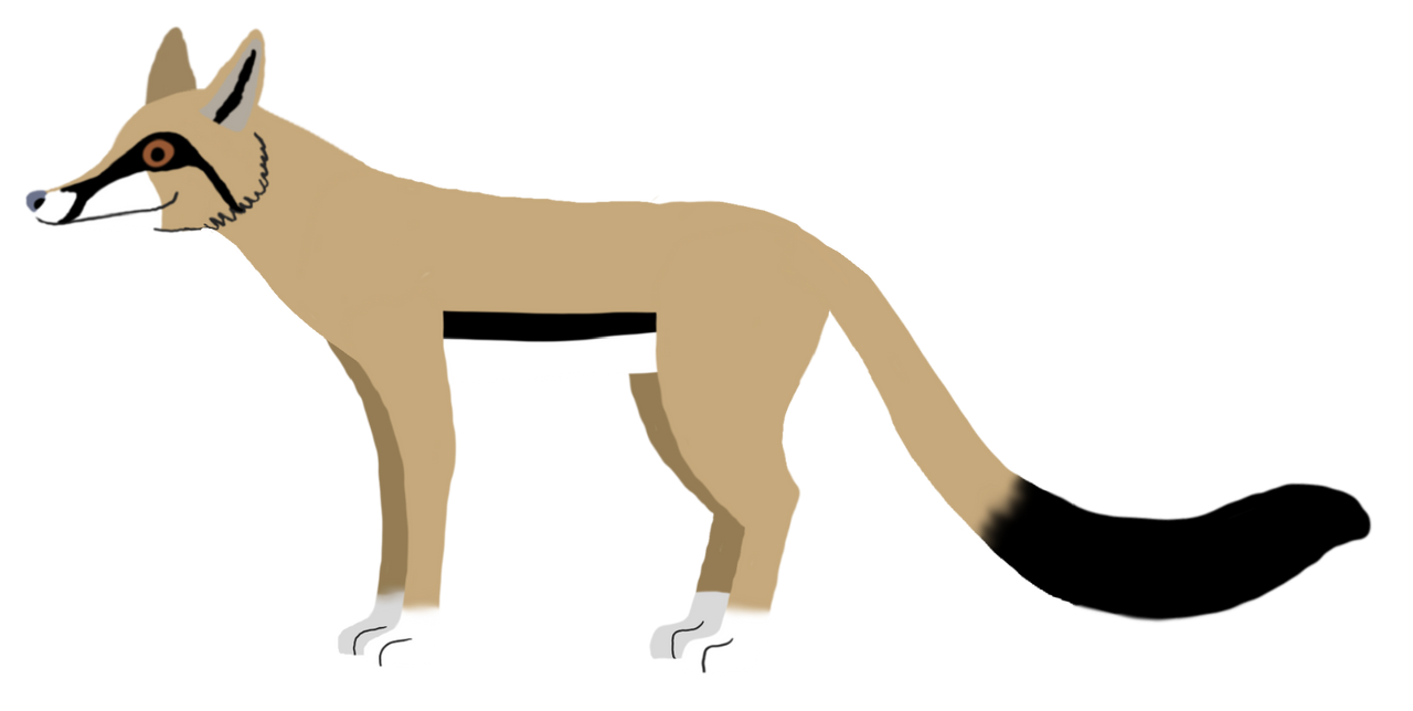 Leptocyon