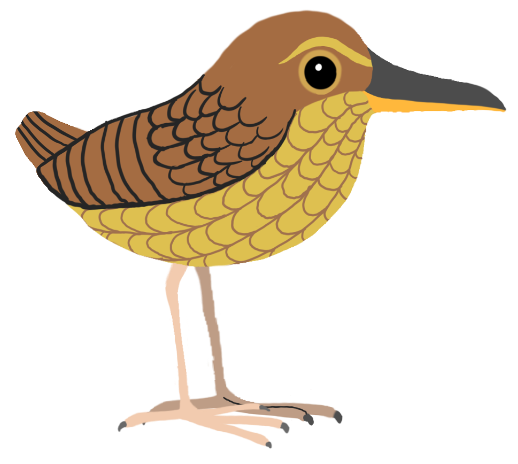 Stephen's island wren