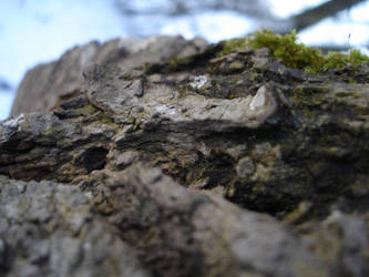 bark of a tree