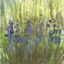 Bluebells