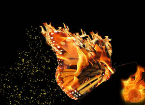 Fire Butterfly