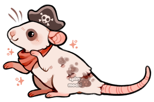 pirate rat