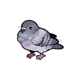 fluffy pigeon