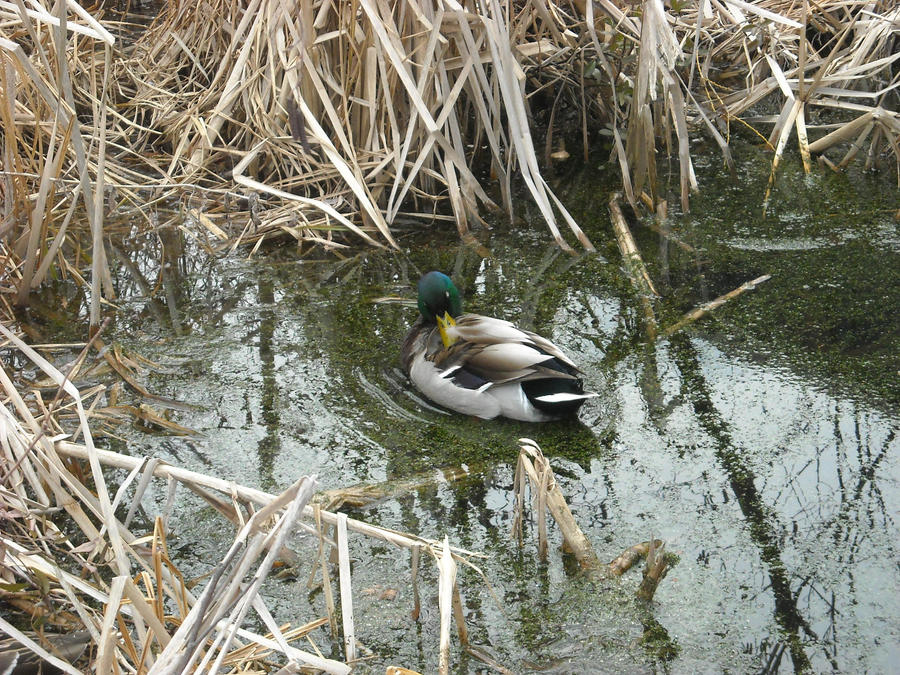 Mallard