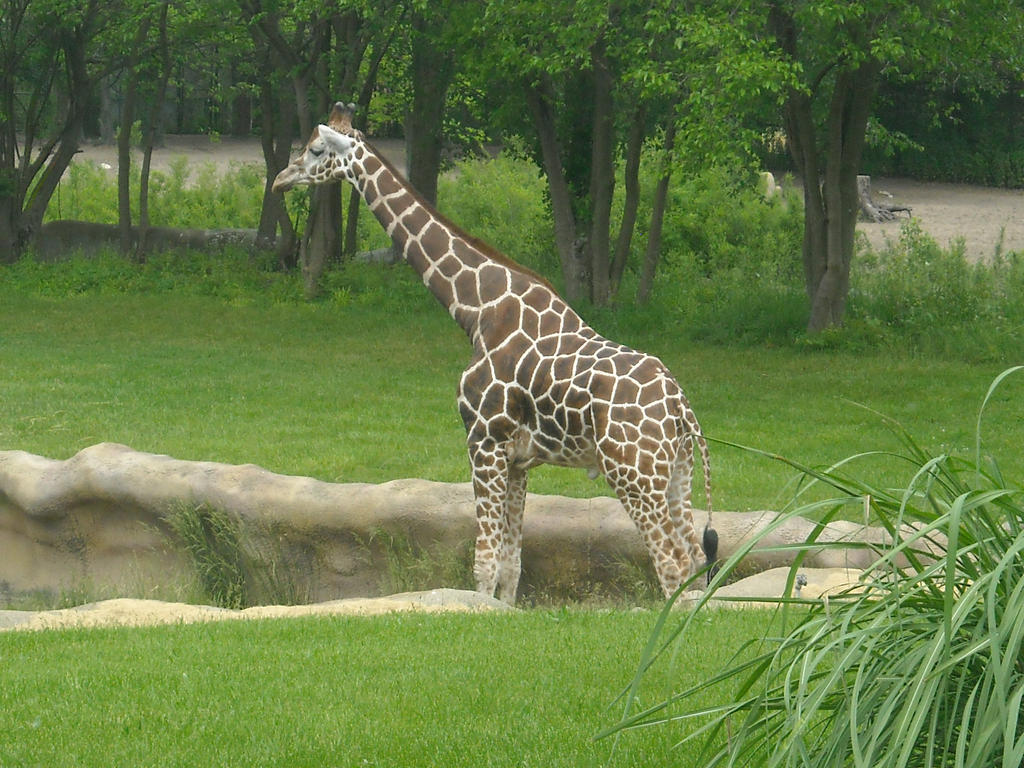 Another Giraffe