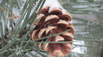 Pine Cone by MidnightTheCat