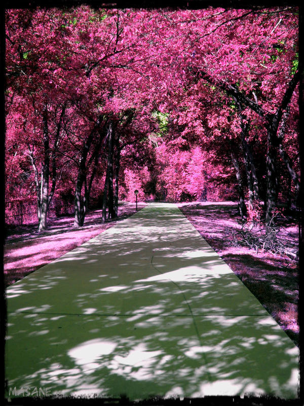 Pink Pathway by Masane on DeviantArt