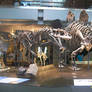 NHMLAC: Allosaurus and Stegosaurus