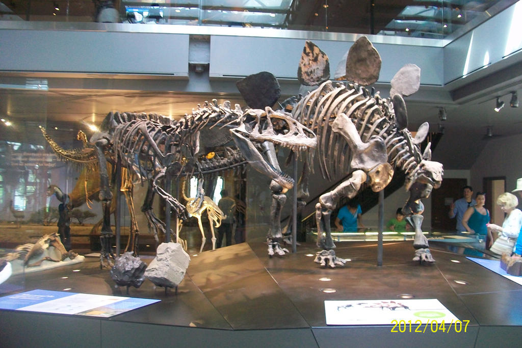 NHMLAC: Allosaurus and Stegosaurus