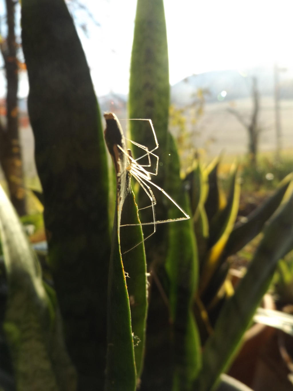 Spider web halloween spooky plants photography