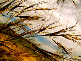 Lying in the Grass