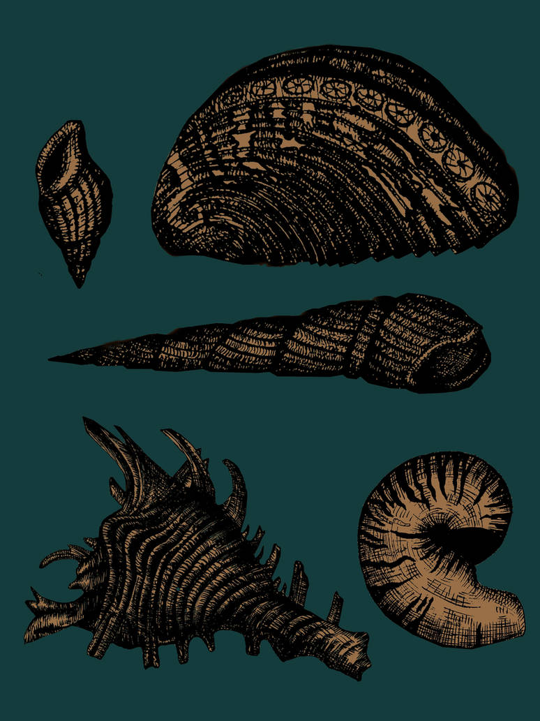 Sea Shells by AthricAcid on DeviantArt