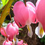 Bleeding Hearts 2