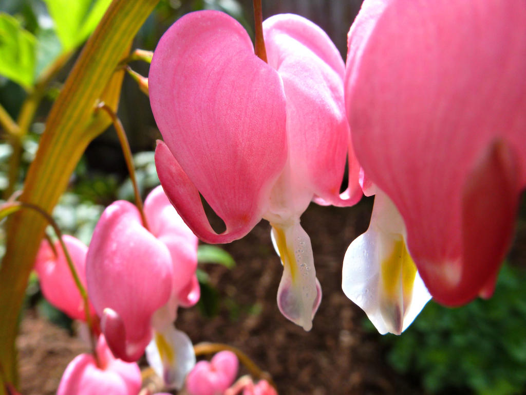 Bleeding Hearts 2