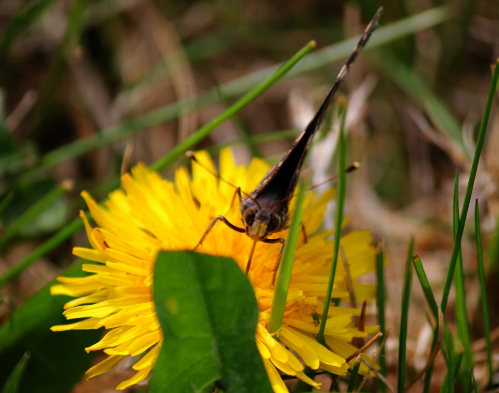 Butterfly  on Dandelion