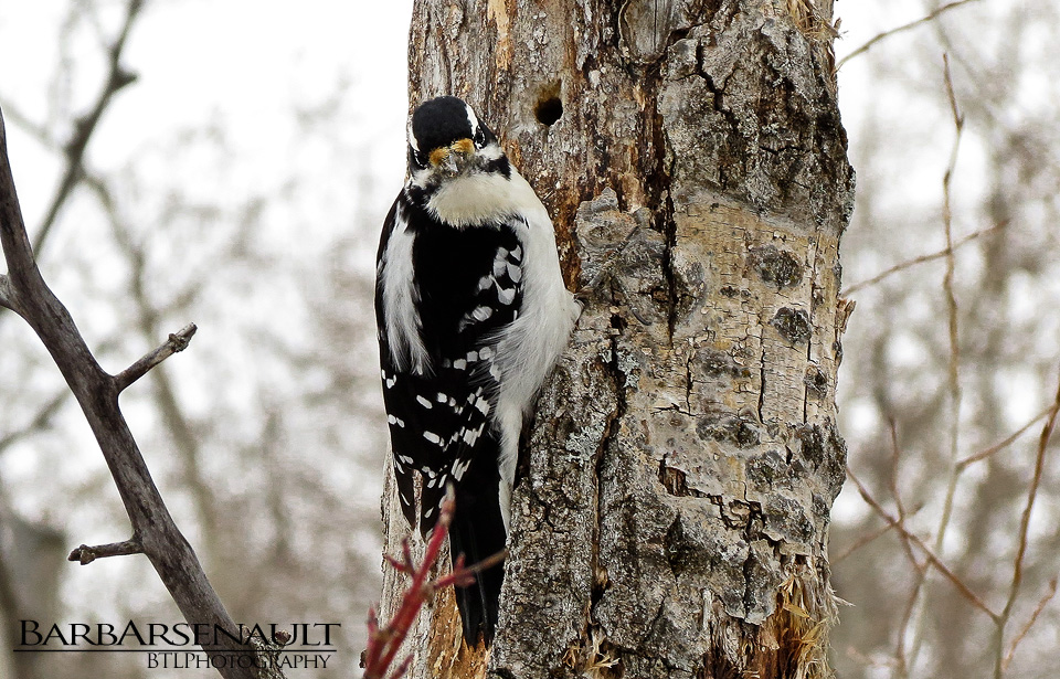 Woodpecker