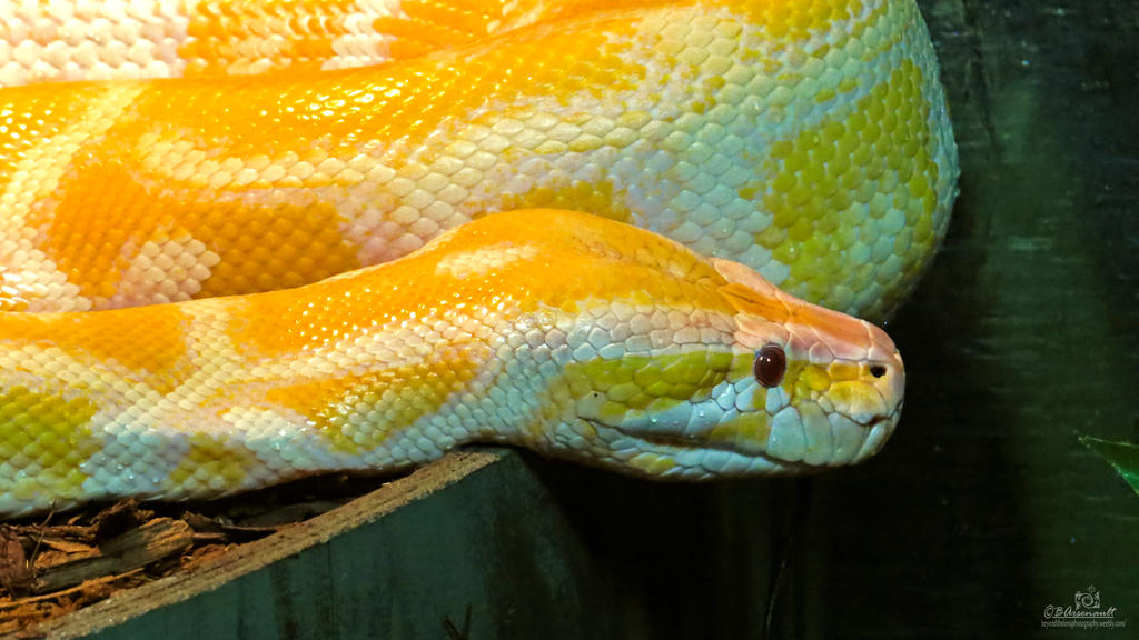 Burmese Python