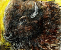 Buffalo