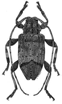 Astylopsis fascipennis