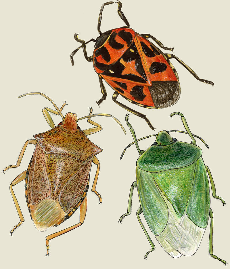 stink bugs by JoeMacGown on DeviantArt