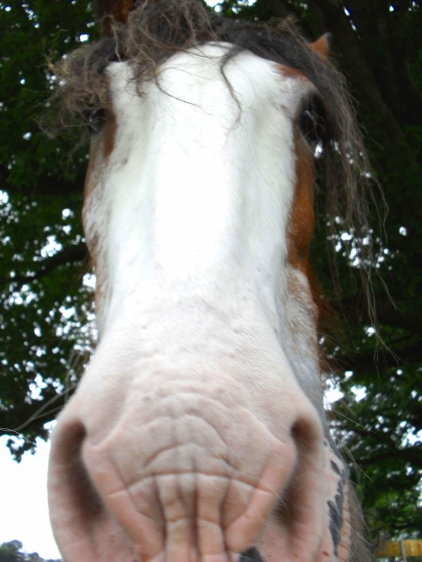 Horse Nostrils DeviantArt Gallery