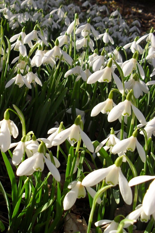 snow in spring