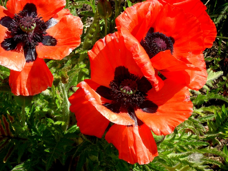 red poppies 1