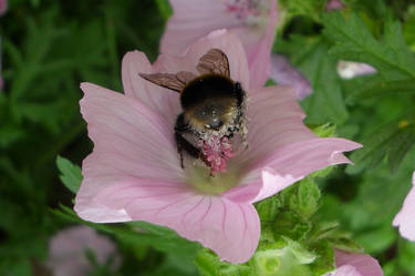 Beeautiful upsidedown