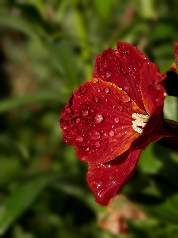 Red Drops