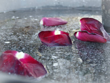 Petals on Ice