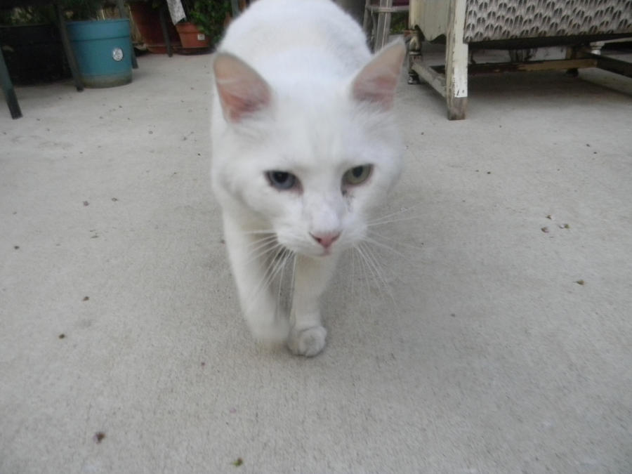 Fluffy Trouble by mistresschelsea on DeviantArt